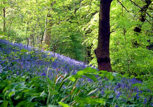 [Bluebells/Jpg]